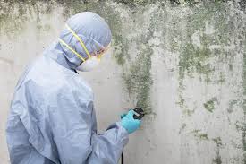 Reliable Laurie, MO Mold Removal & Remediation Solutions